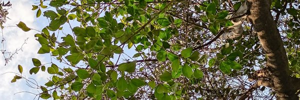 ascellizv Profile Banner