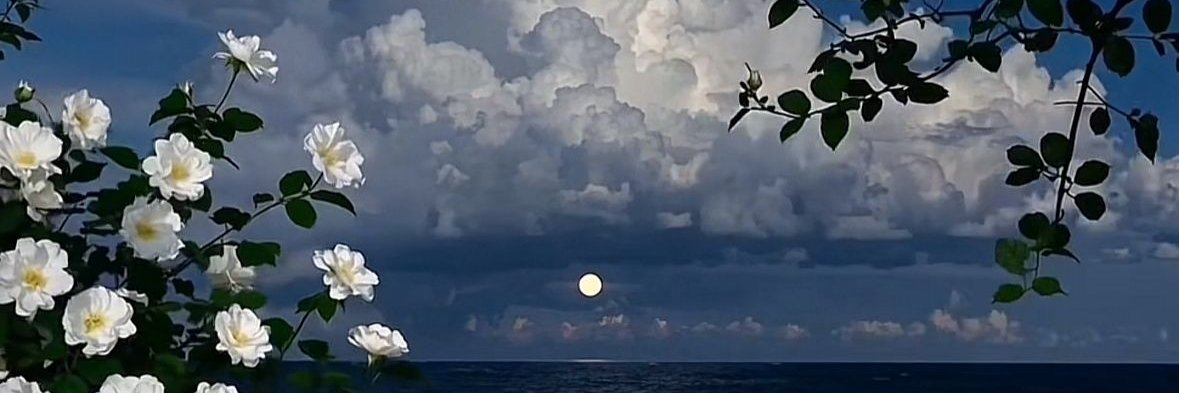 simi_canari's profile banner image
