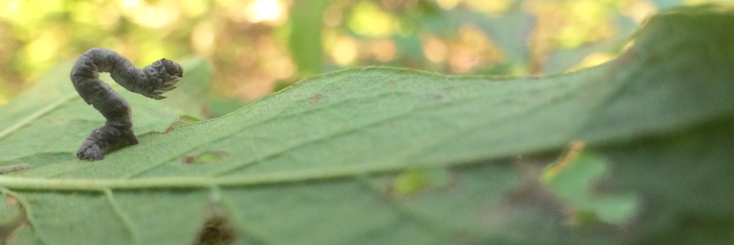 danielle_farkas's profile banner image