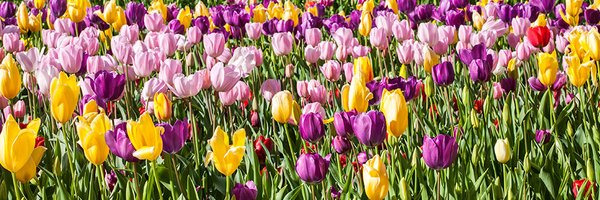 perceptivelight Profile Banner