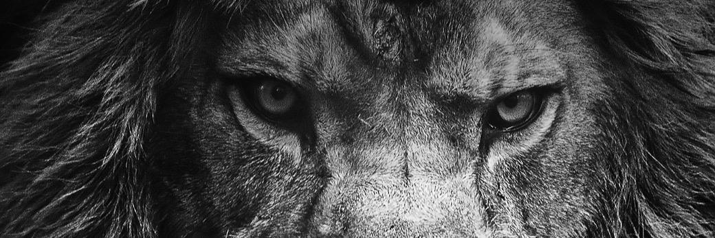 siomyke's profile banner image