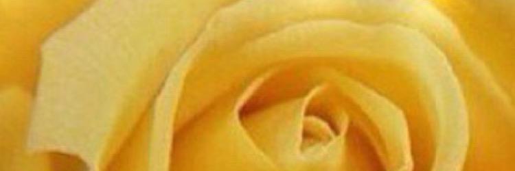 Eng: Fatima AlAryan banner