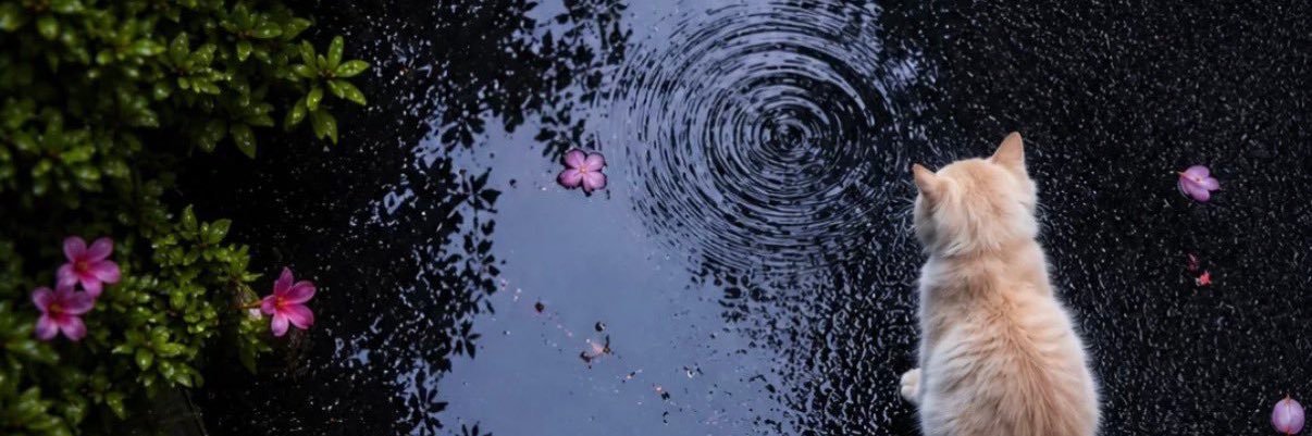 lesliona's profile banner image