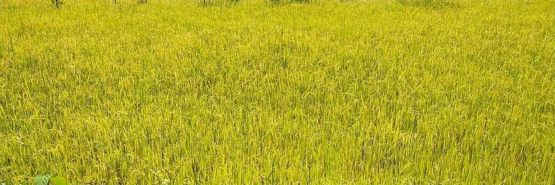 BurmanPrem's profile banner image