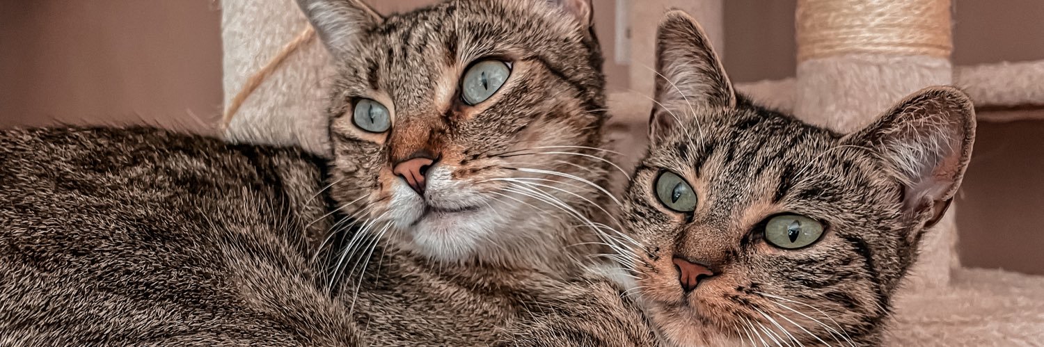 _MaryLh's profile banner image