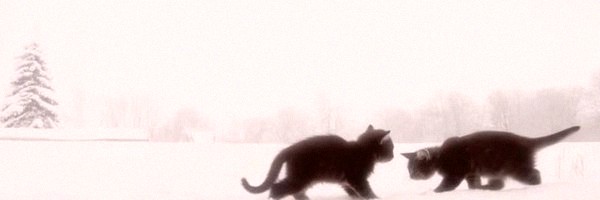 teppei121628's profile banner image