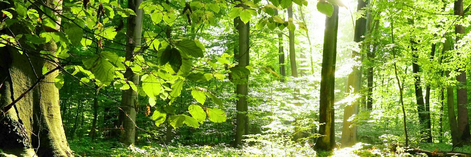 Shirley Maher banner