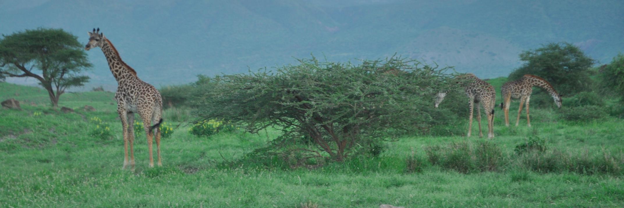 LBZoeller's profile banner image