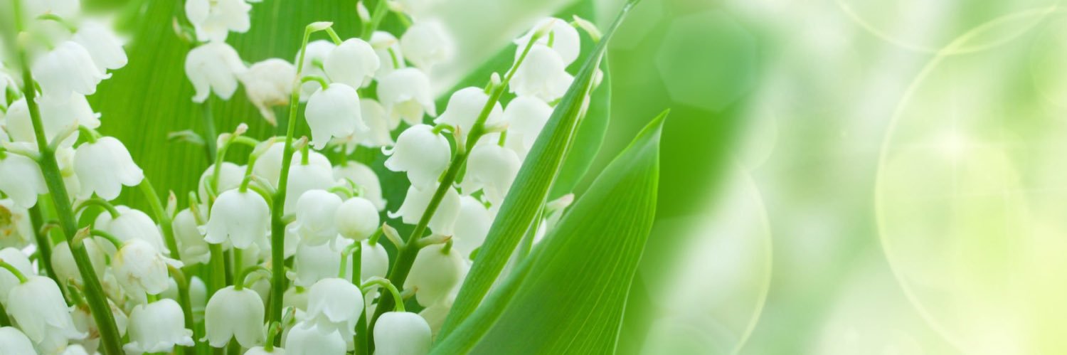 madoca_jade's profile banner image