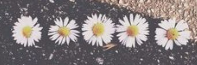 SaraTraeger's profile banner image