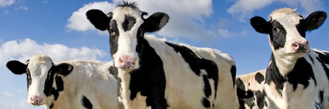 moviemanny 📼 banner