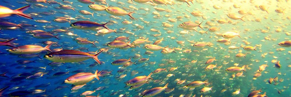 TheFishGiver's profile banner image