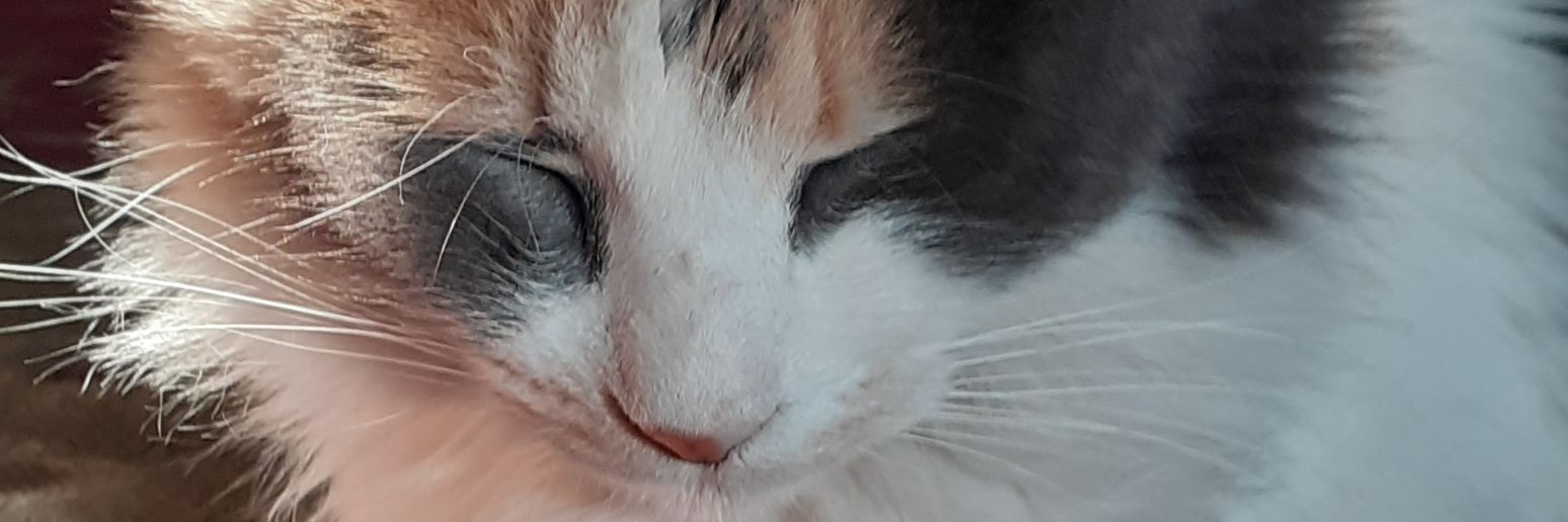 Nicolbaier's profile banner image