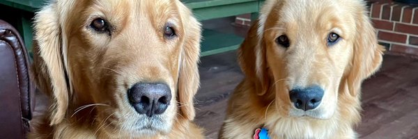 BobbyCorgi123 Profile Banner