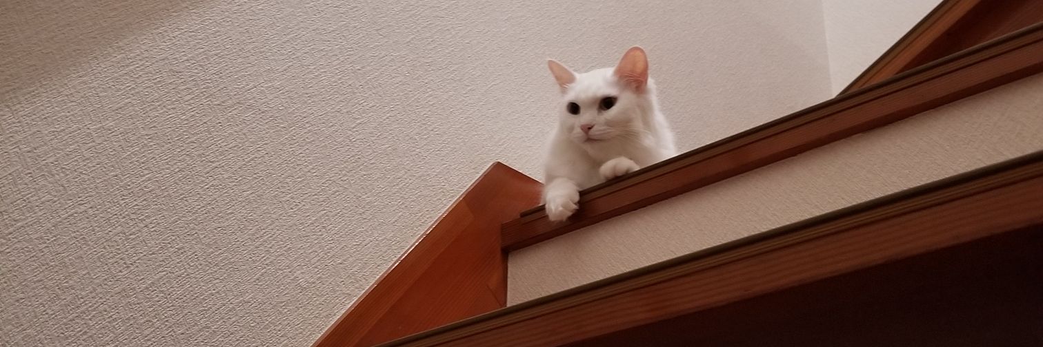 マイア@喪に服す banner