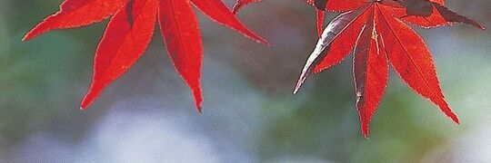 salgado_rod015's profile banner image