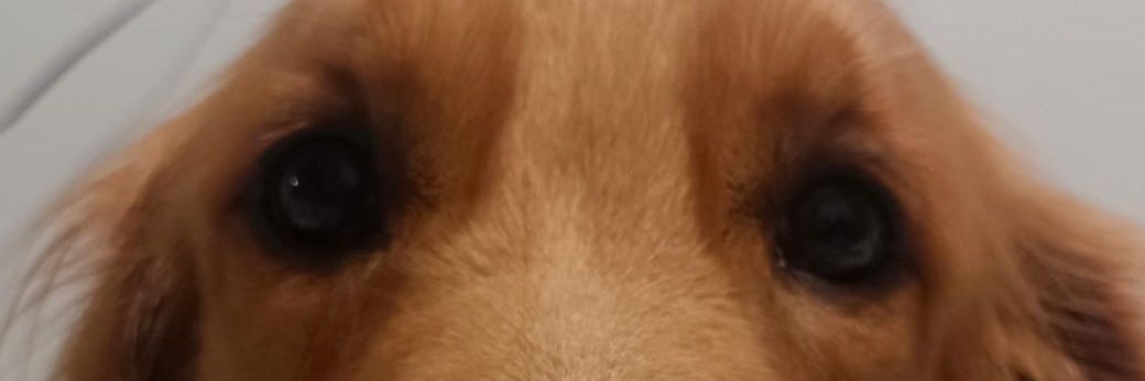 Joselsurmay's profile banner image