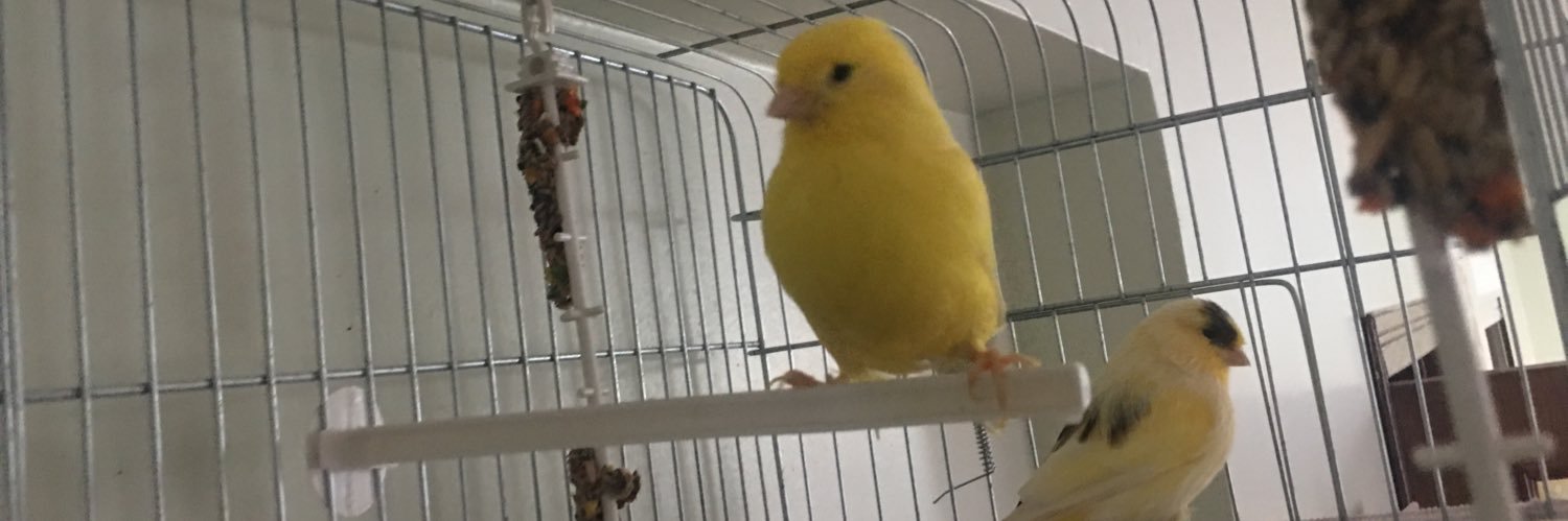 zepneyy's profile banner image