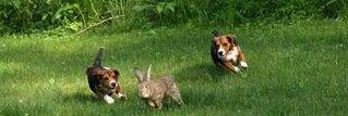 Rabbits_R_Us's profile banner image