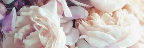 missadoremimi's profile banner image