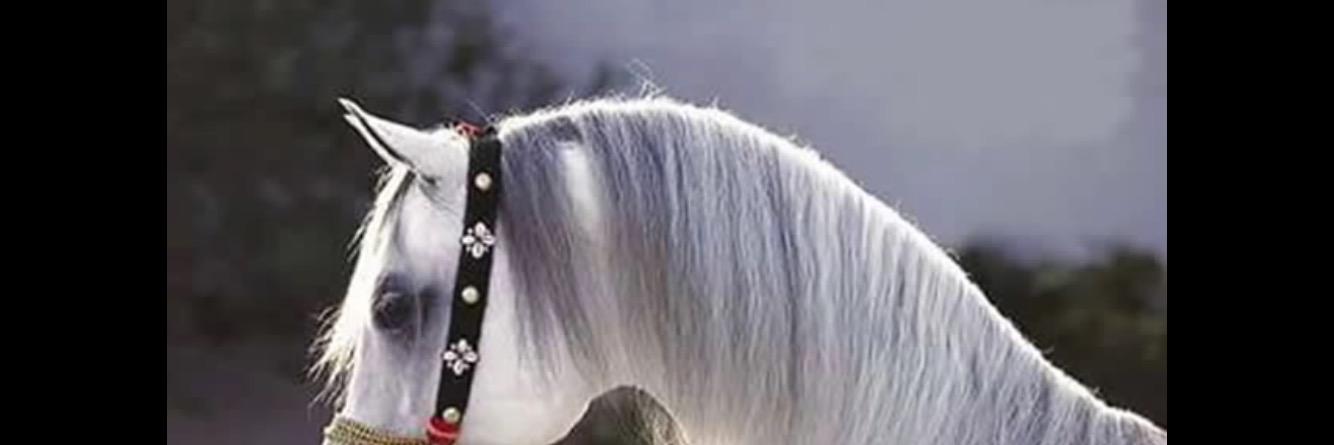 Amoonotb22Moon's profile banner image