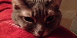 SusanQT2's profile banner image