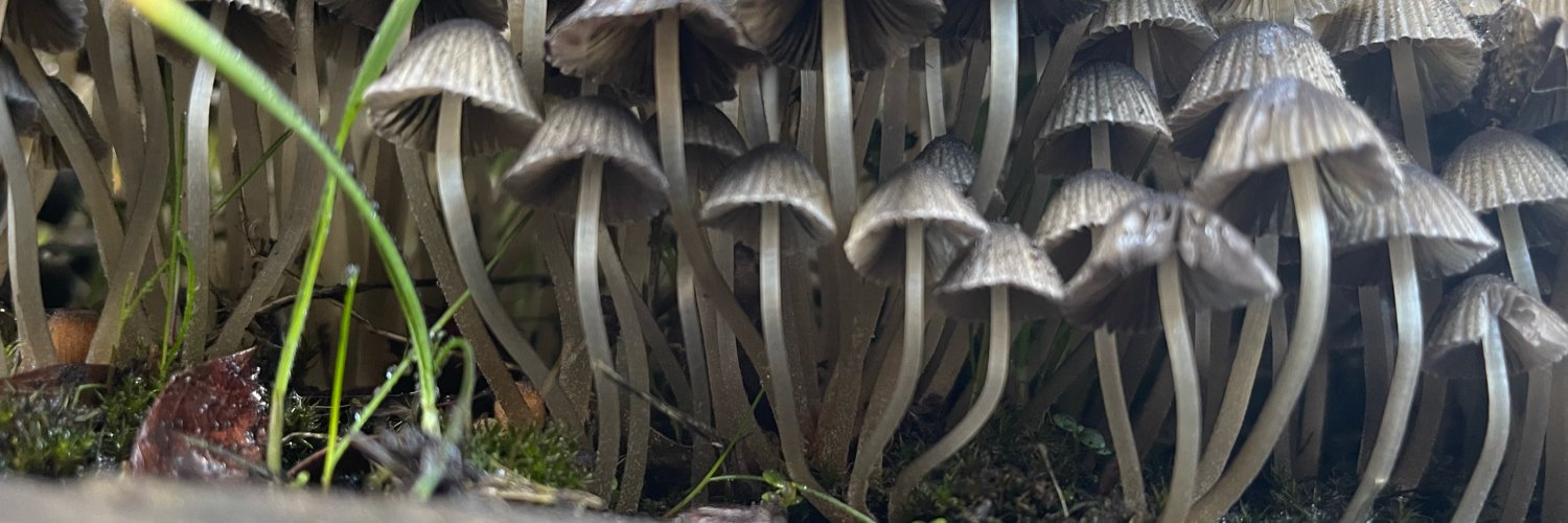Dasyuromorphic's profile banner image