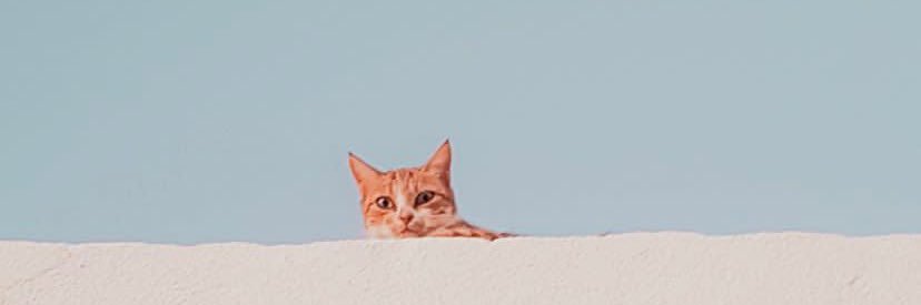 17Cledson's profile banner image