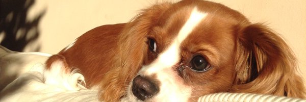 ktowers74's profile banner image
