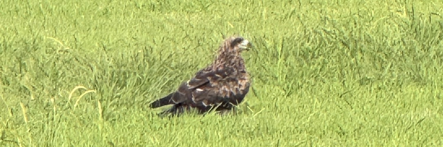 まamiCo＠バッキングのbub banner