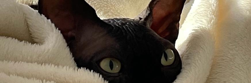 Anissa_chr's profile banner image