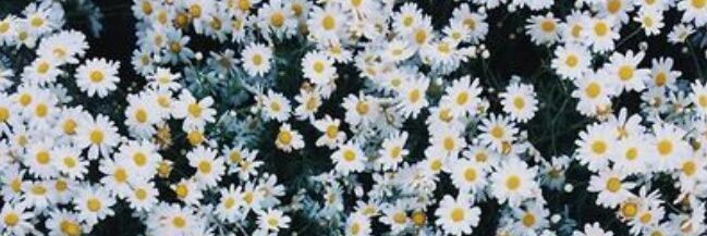 sooyarii's profile banner image