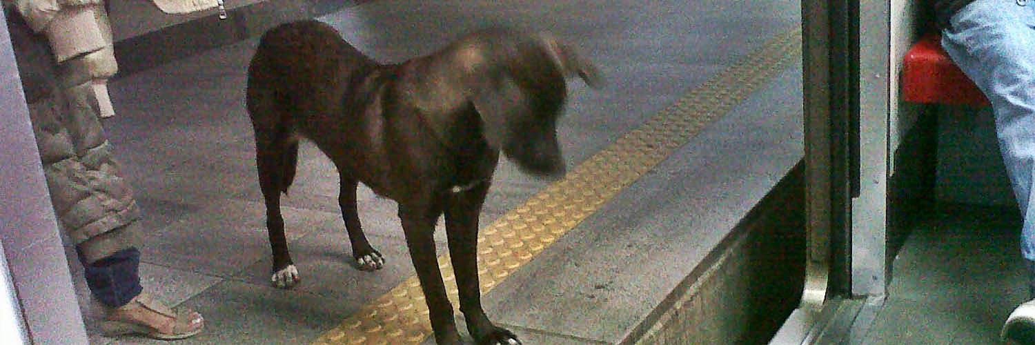 PerroUsuario Wof '•' banner