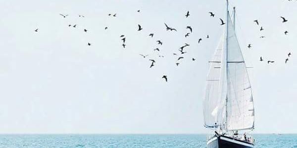 alshwky's profile banner image