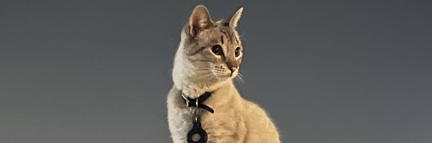 LizSoosa's profile banner image