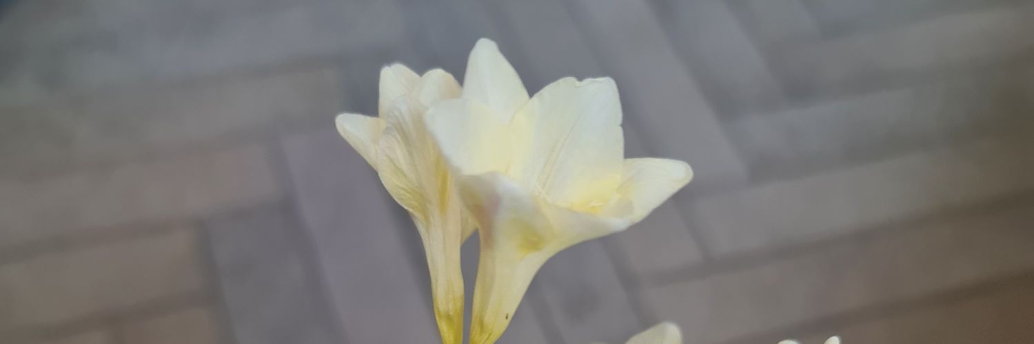 jnnybrrg's profile banner image