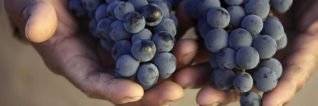 Daniel 🇦🇷 🇪🇸 🇳🇿 banner