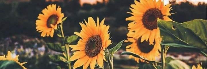 KeerstinNikole's profile banner image