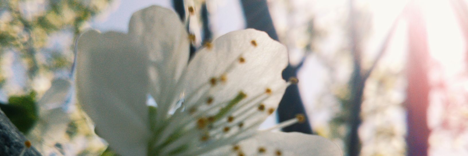ozlemim98's profile banner image