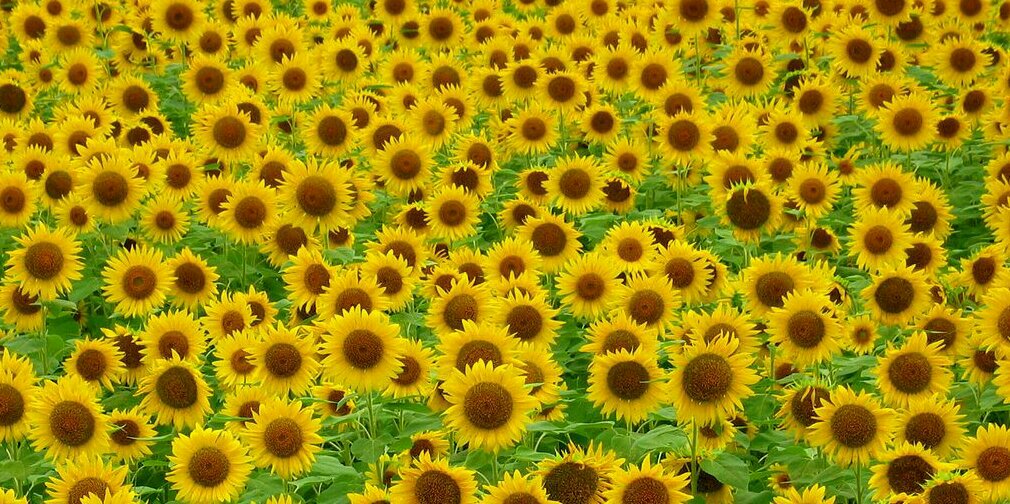 gahcochoco's profile banner image