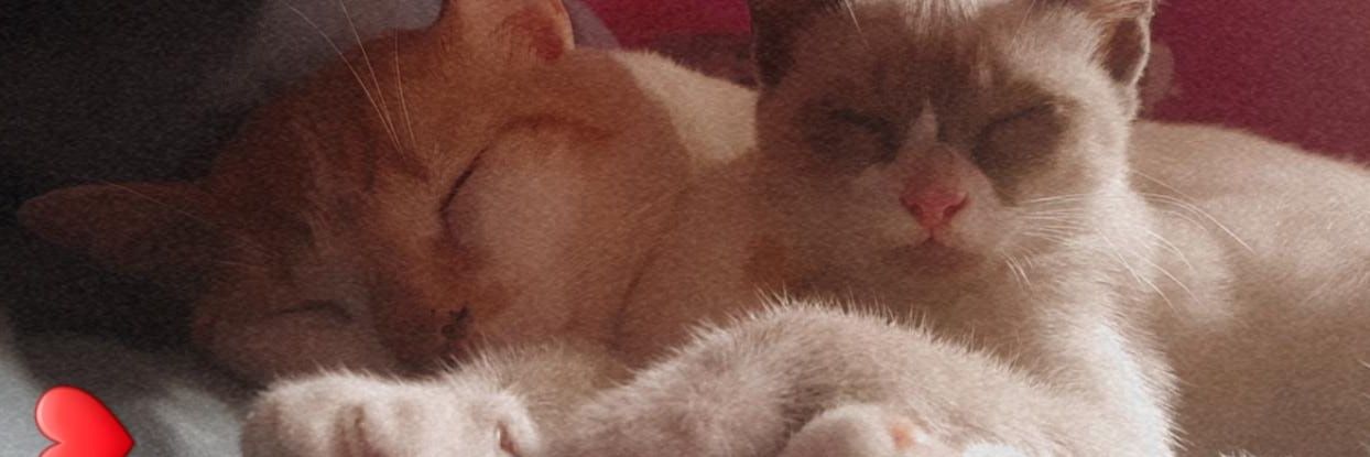 camillyycastro's profile banner image