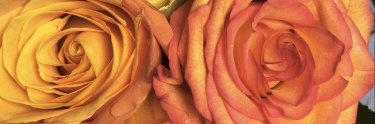 lemon_soy's profile banner image