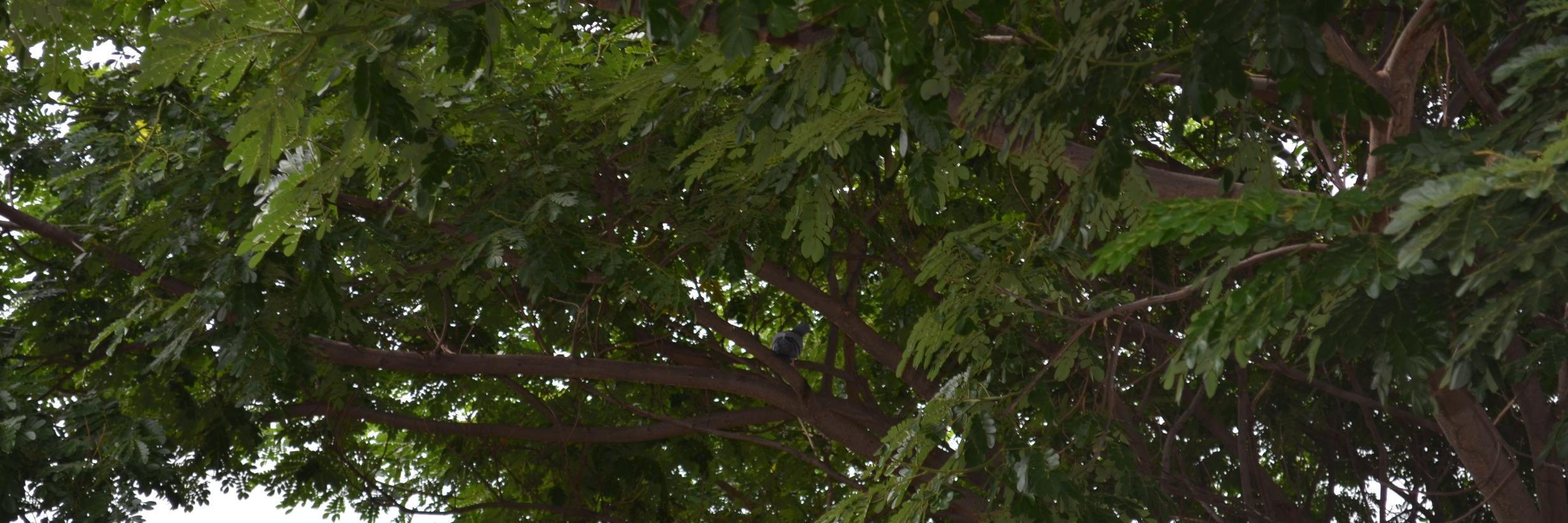 rayraythakur's profile banner image