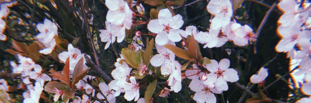 Rachaelmpender's profile banner image