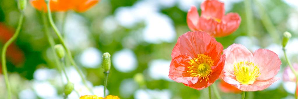 しおこ banner