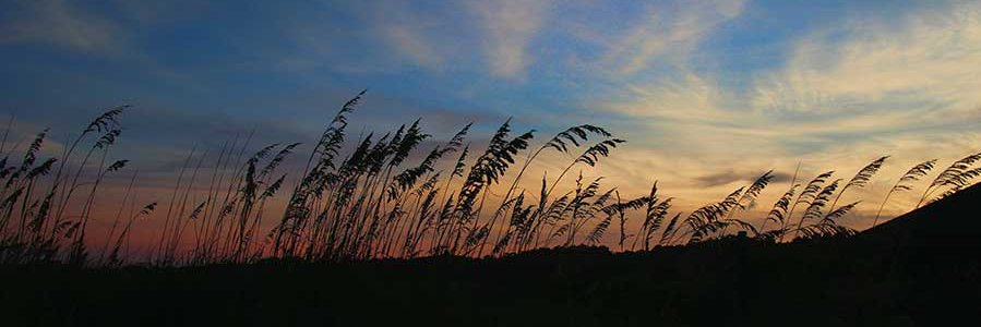 beachsnider's profile banner image
