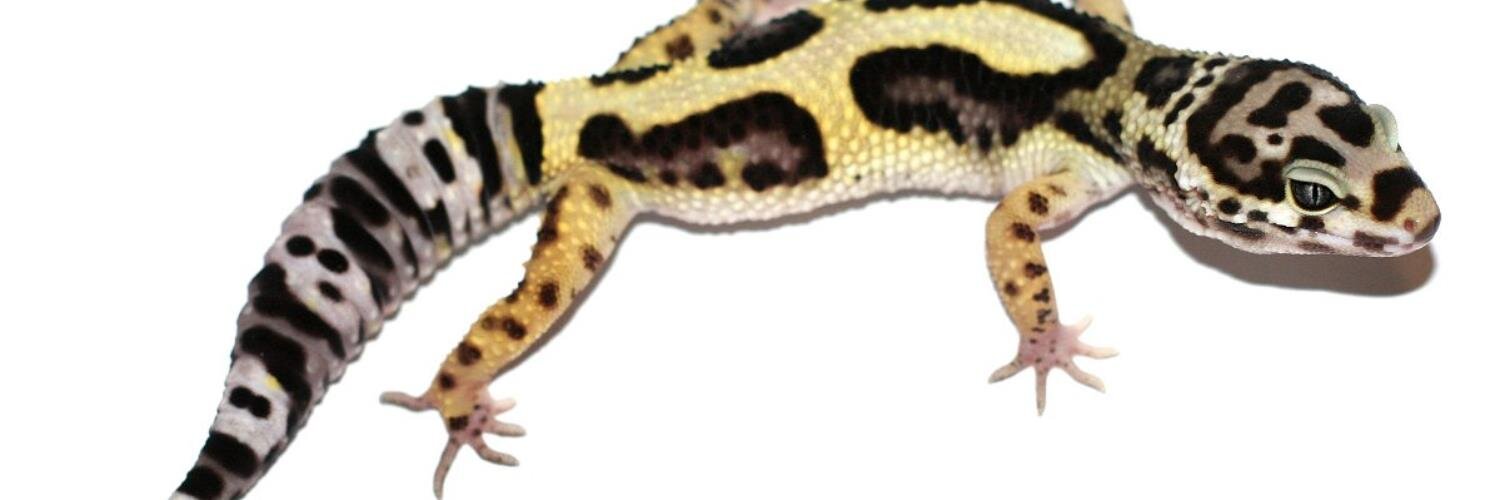 Eve's Suncharmers banner