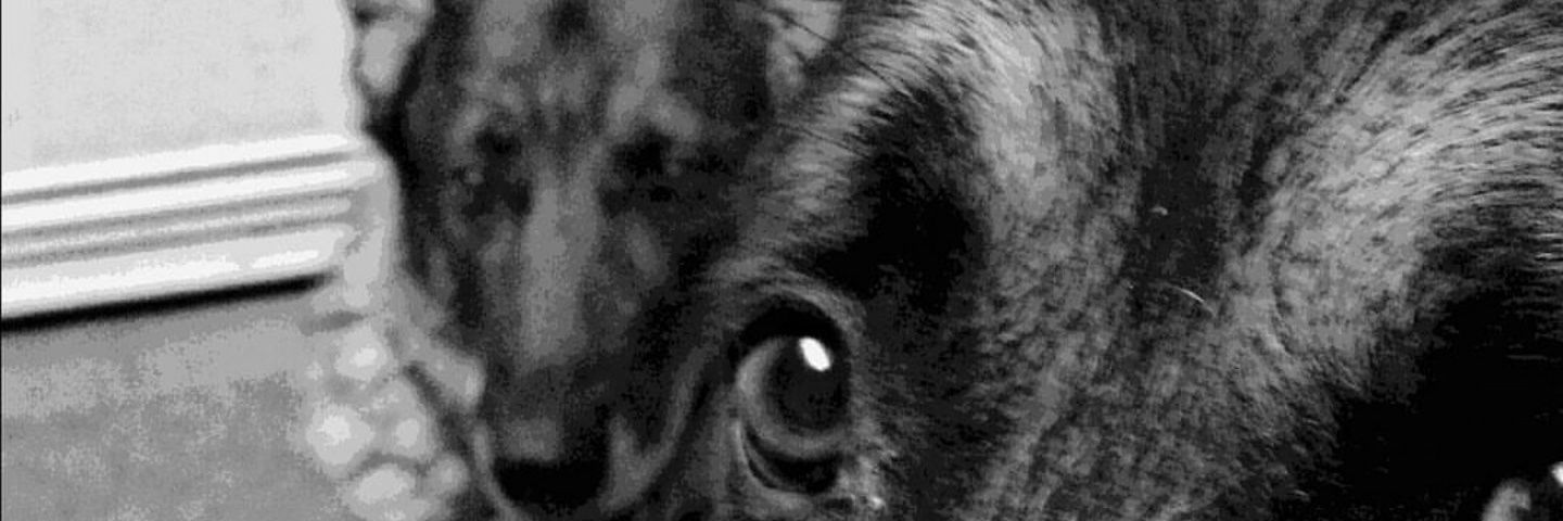 WRKNDOG's profile banner image