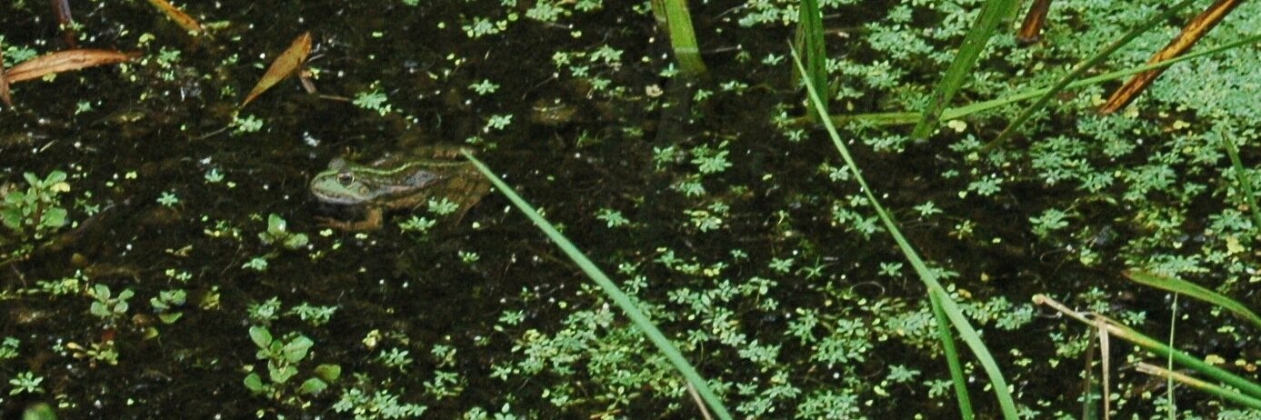 ReneeRasvdWater's profile banner image