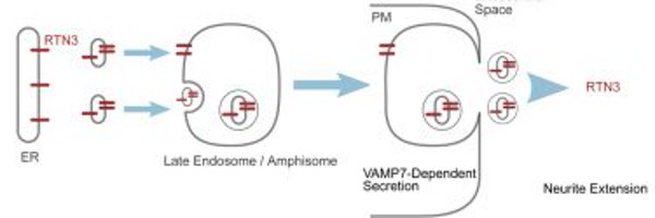 tgalli Profile Banner